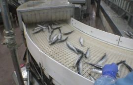 Объект: Конвейер с модульной пластиковой лентой для сортировки замороженной рыбы