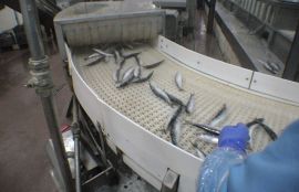 Объект: Конвейер с модульной пластиковой лентой для сортировки замороженной рыбы